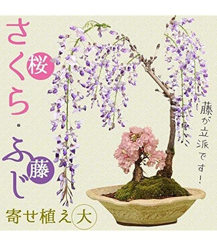Amazon.co.jp: 盆栽 花芽付！皐月/サツキ（星の輝）の鉢植え【現品